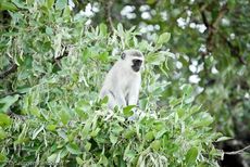 Grüne Meerkatzen (2 von 67).jpg